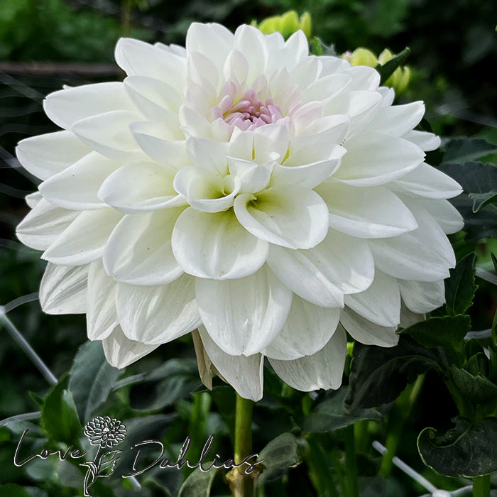 Love Dahlias Dahlia Tubers Bulbs South Africa Eveline