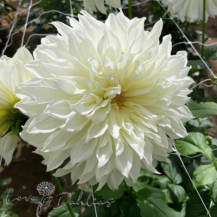 Love Dahlias Dahlia Tubers Bulbs South Africa Fleurel