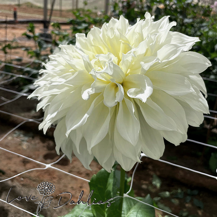 Love Dahlias Dahlia Tubers Bulbs South Africa Fleurel