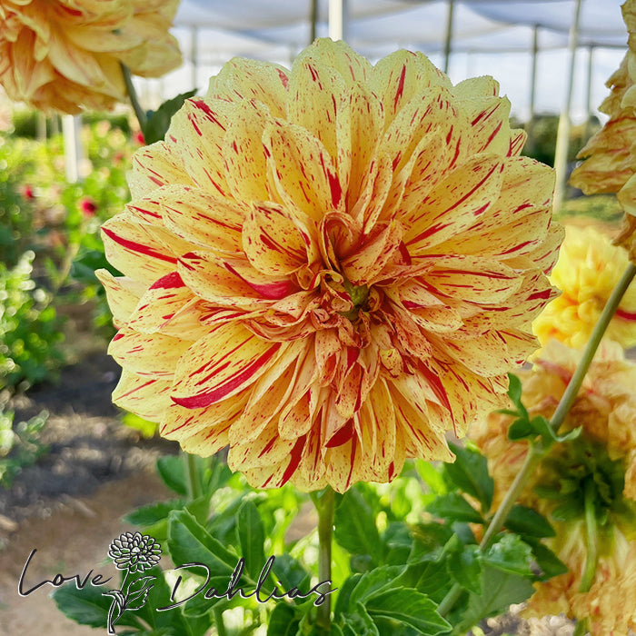 Love Dahlias Dahlia Tubers Bulbs South Africa Gloriosa AKA Painted Madam 