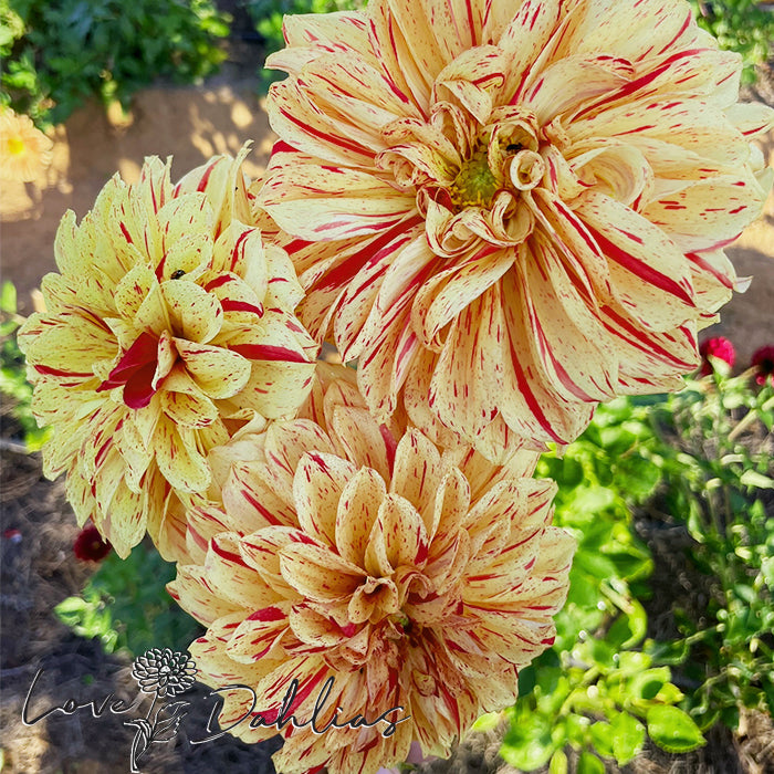 Love Dahlias Dahlia Tubers Bulbs South Africa Gloriosa AKA Painted Madam 