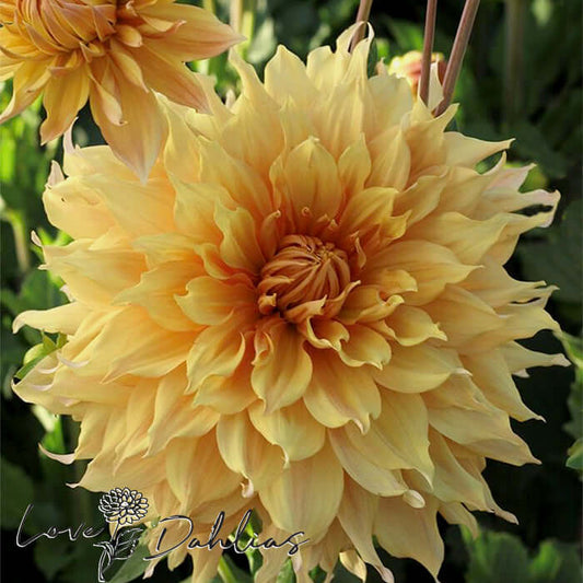 Love Dahlias Dahlia Tubers Bulbs South Africa Hamari Gold