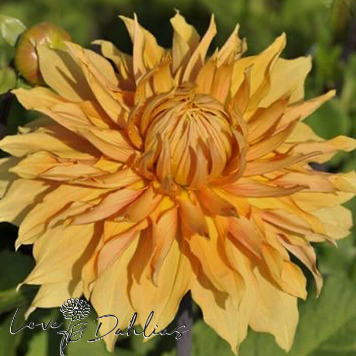 Love Dahlias Dahlia Tubers Bulbs South Africa Hamari Gold