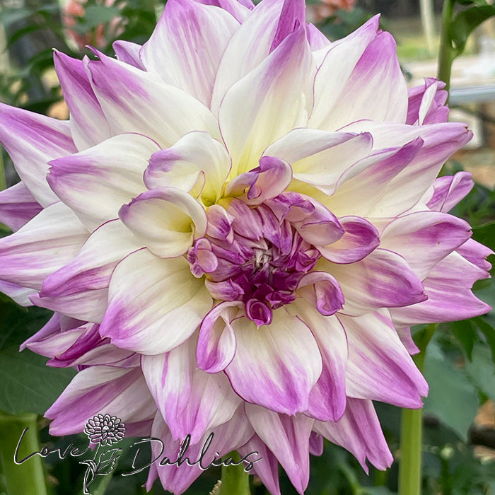 Love Dahlias Dahlia Tubers Bulbs South Africa Hapet Blue Eyes 