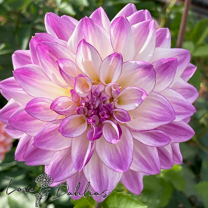 Love Dahlias Dahlia Tubers Bulbs South Africa Hapet Blue Eyes 