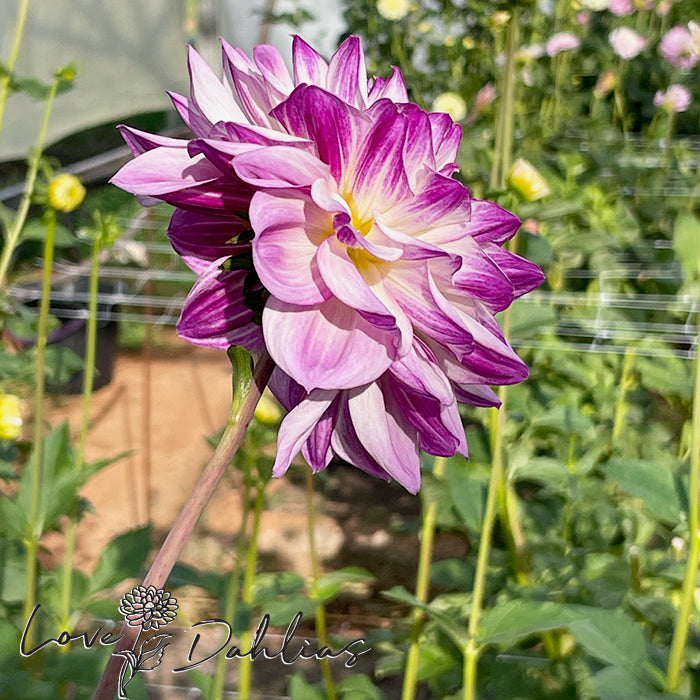 Love Dahlias Dahlia Tubers Bulbs South Africa Hapet Blue Eyes 