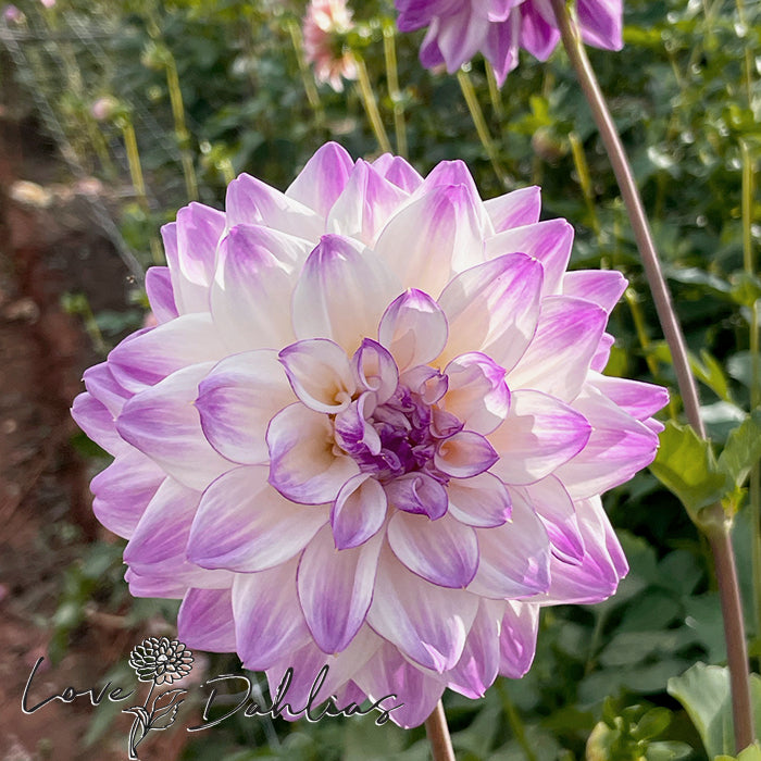 Love Dahlias Dahlia Tubers Bulbs South Africa Hapet Blue Eyes 