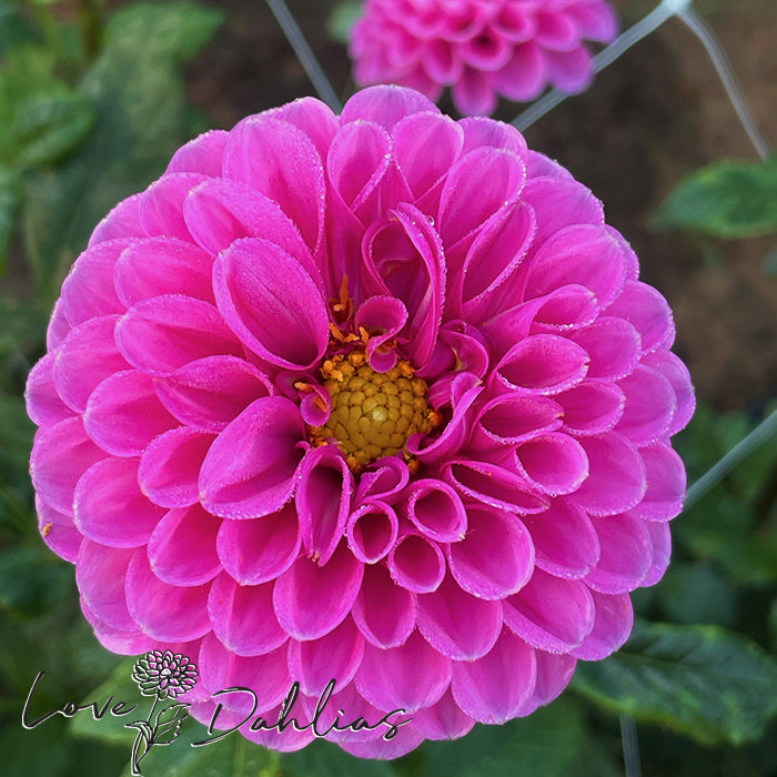 Love Dahlias Dahlia Tubers Bulbs South Africa Happy Hour 