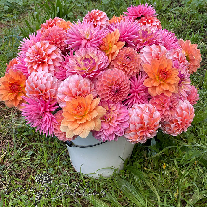 Love Dahlias Dahlia Tubers Bulbs South Africa Hello Summer Collection