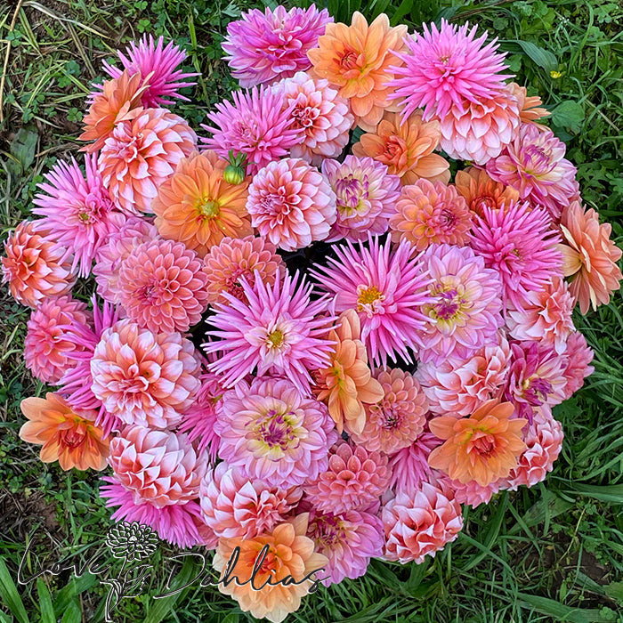 Love Dahlias Dahlia Tubers Bulbs South Africa Hello Summer Collection