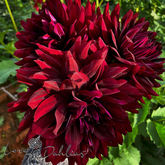 Love Dahlias Dahlia Tubers Bulbs South Africa Hollyhill Black Beauty