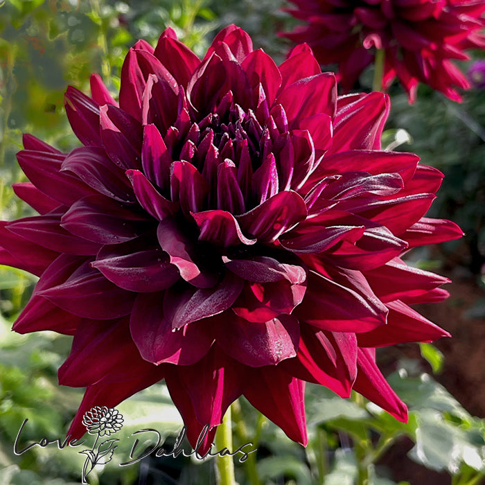 Love Dahlias Dahlia Tubers Bulbs South Africa Hollyhill Black Beauty