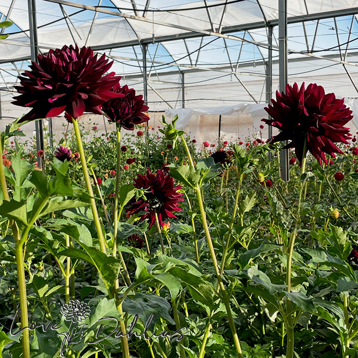 Love Dahlias Dahlia Tubers Bulbs South Africa Hollyhill Black Beauty