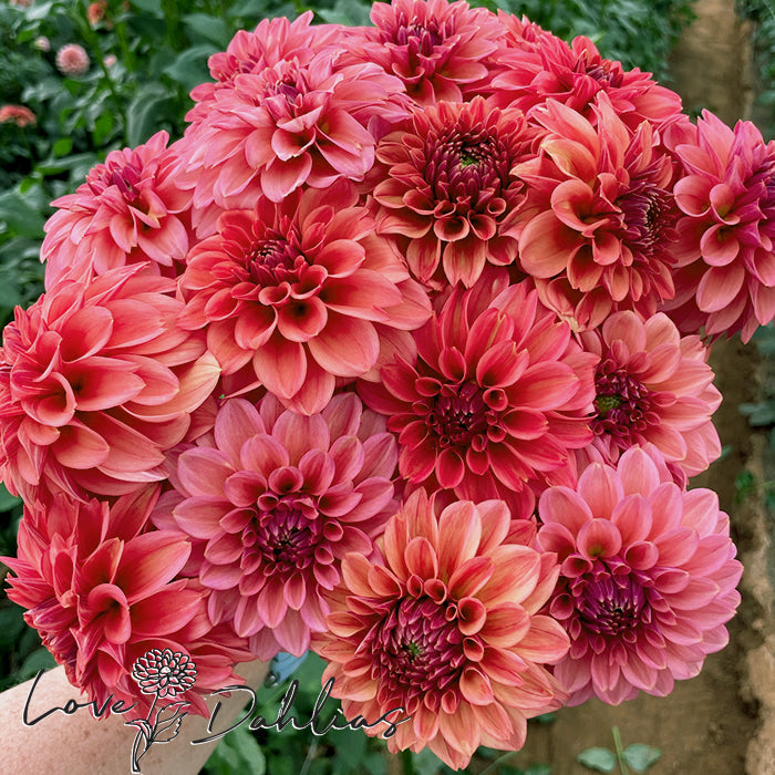 Love Dahlias Dahlia Tubers Bulbs South Africa Iced Tea