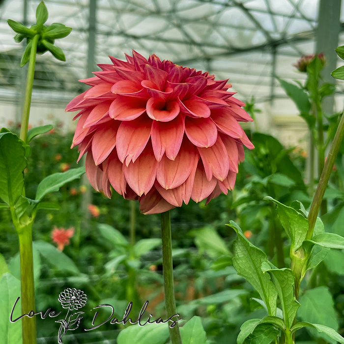 Love Dahlias Dahlia Tubers Bulbs South Africa Iced Tea