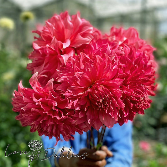 Love Dahlias Dahlia Tubers Bulbs South Africa Islander