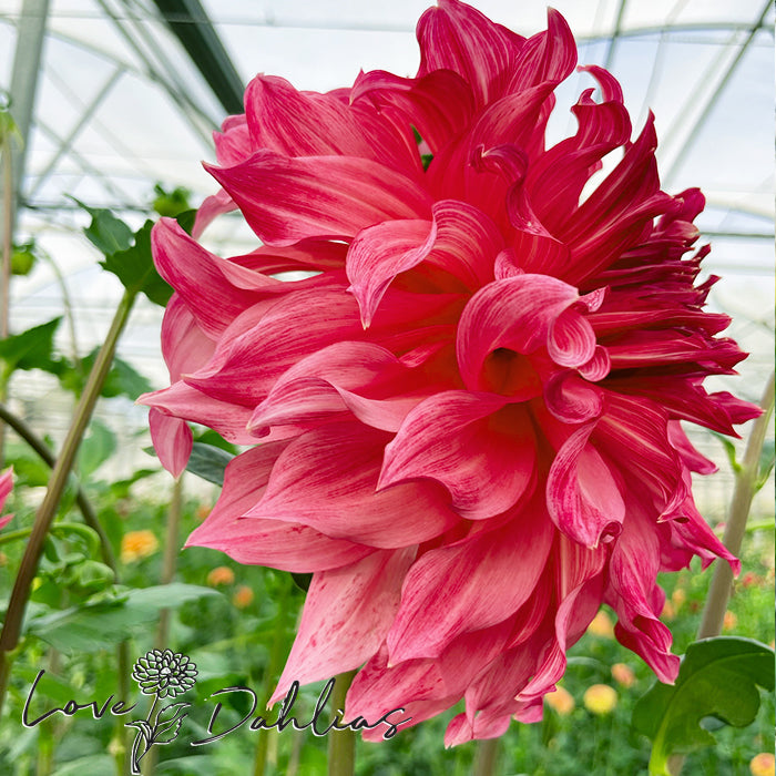 Love Dahlias Dahlia Tubers Bulbs South Africa Islander