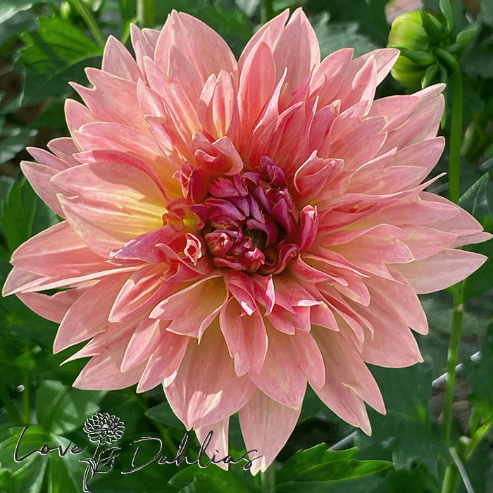 Love Dahlias Dahlia Tubers Bulbs South Africa Joel's Favorite 