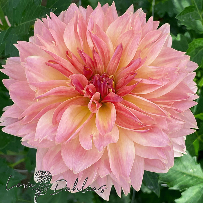 Love Dahlias Dahlia Tubers Bulbs South Africa Joel's Favorite 