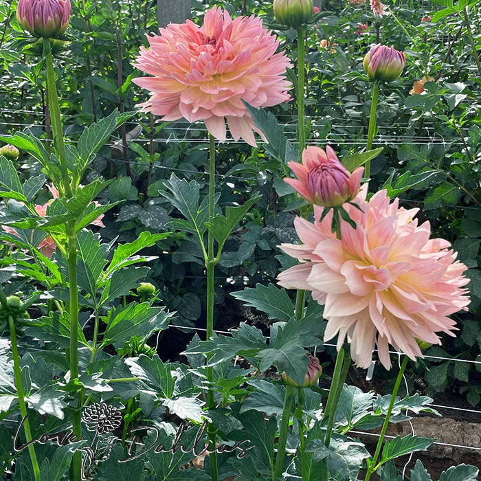 Love Dahlias Dahlia Tubers Bulbs South Africa Joel's Favorite 