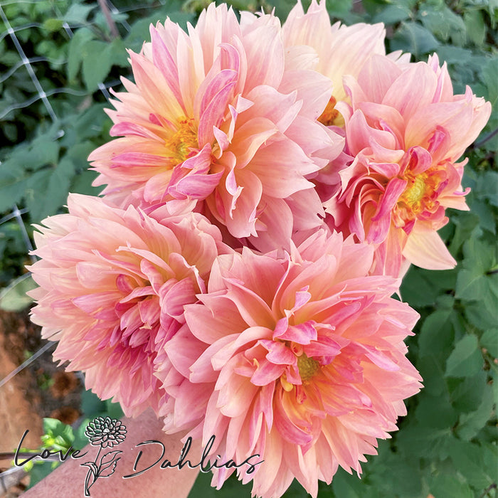 Love Dahlias Dahlia Tubers Bulbs South Africa Joel's Favorite 