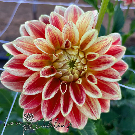 Love Dahlias Dahlia Tubers Bulbs South Africa Jowey Brochant