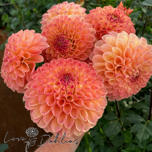 Love Dahlias Dahlia Tubers Bulbs South Africa Jowey Paula