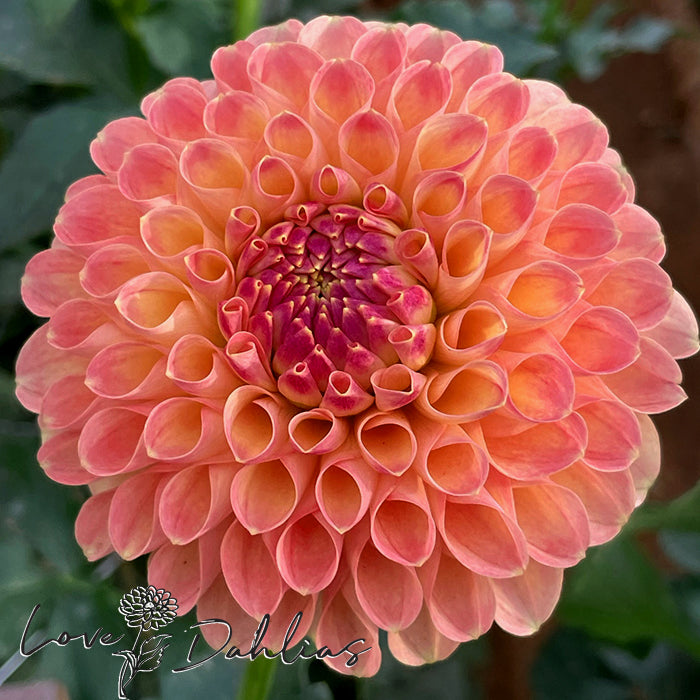 Love Dahlias Dahlia Tubers Bulbs South Africa Jowey Paula