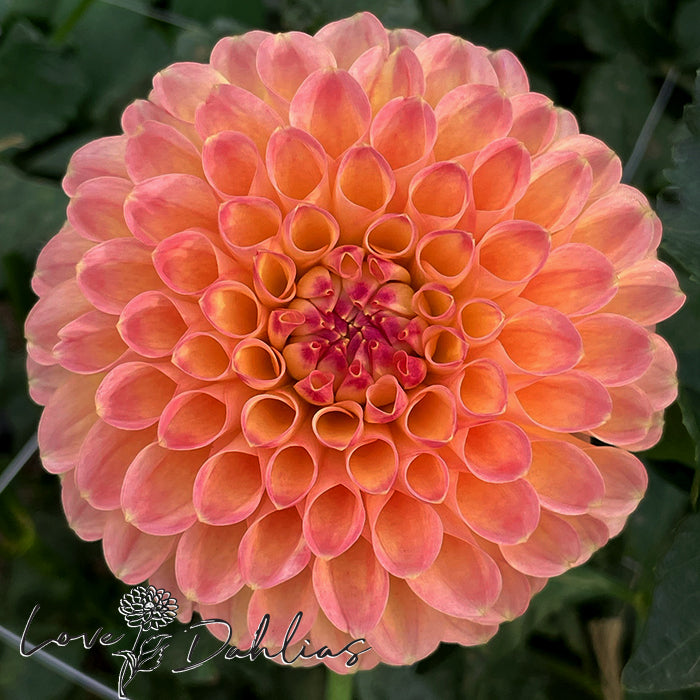 Love Dahlias Dahlia Tubers Bulbs South Africa Jowey Paula