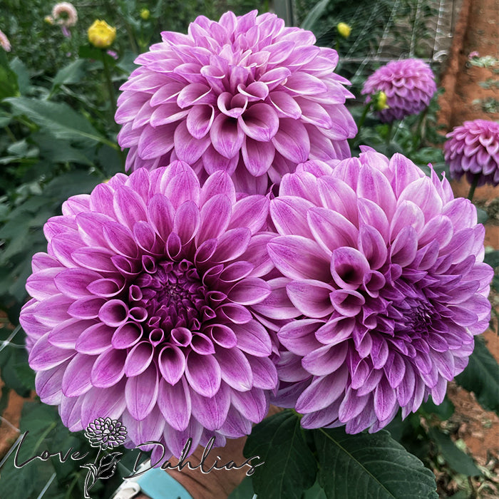 Love Dahlias Dahlia Tubers Bulbs South Africa Jowey Louise