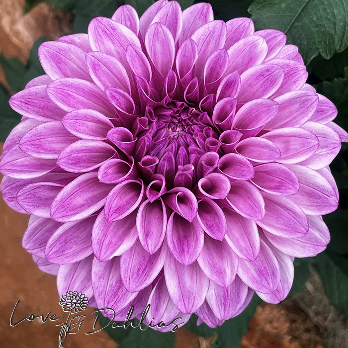 Love Dahlias Dahlia Tubers Bulbs South Africa Jowey Louise