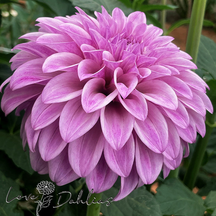 Love Dahlias Dahlia Tubers Bulbs South Africa Jowey Louise