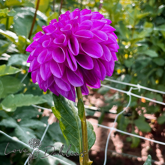 Love Dahlias Dahlia Tubers Bulbs South Africa Julio