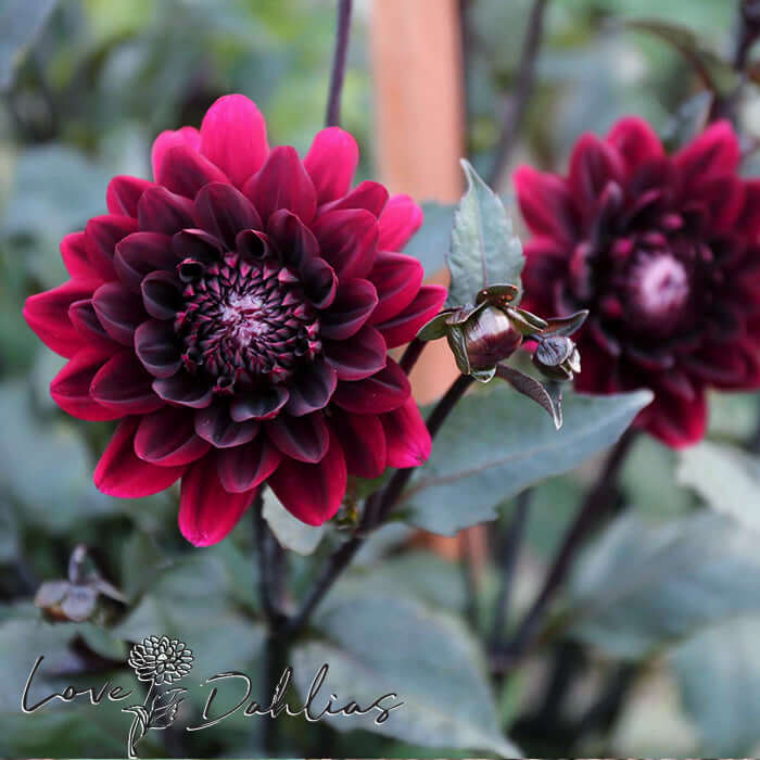 Love Dahlias Dahlia Tubers Bulbs South Africa Karma Choc