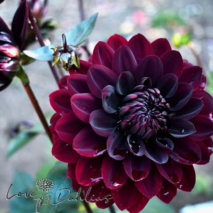 Love Dahlias Dahlia Tubers Bulbs South Africa Karma Choc