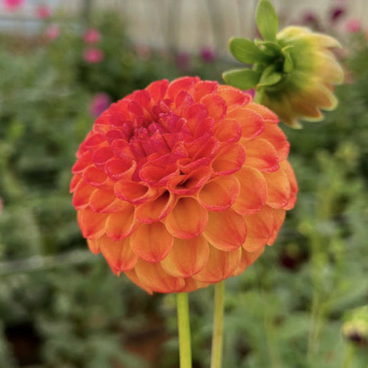 Love Dahlias Dahlia Tubers Bulbs South Africa Kasasagi