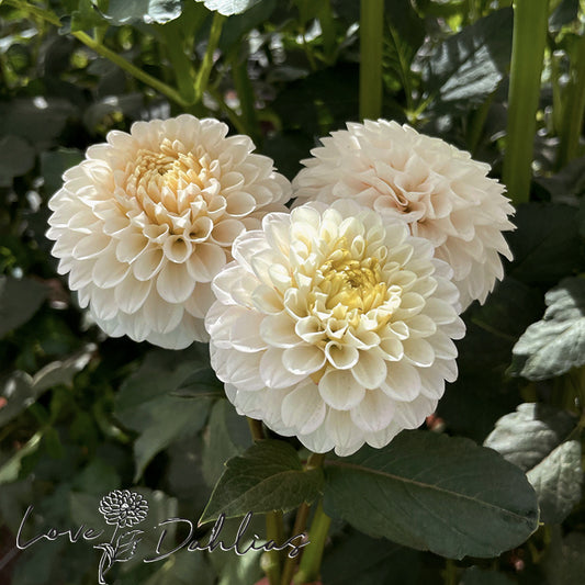 Love Dahlias Dahlia Tubers Bulbs South Africa L'Ancresse