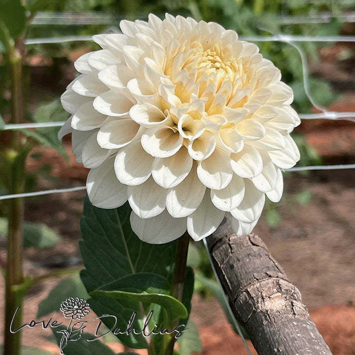 Love Dahlias Dahlia Tubers Bulbs South Africa L'Ancresse