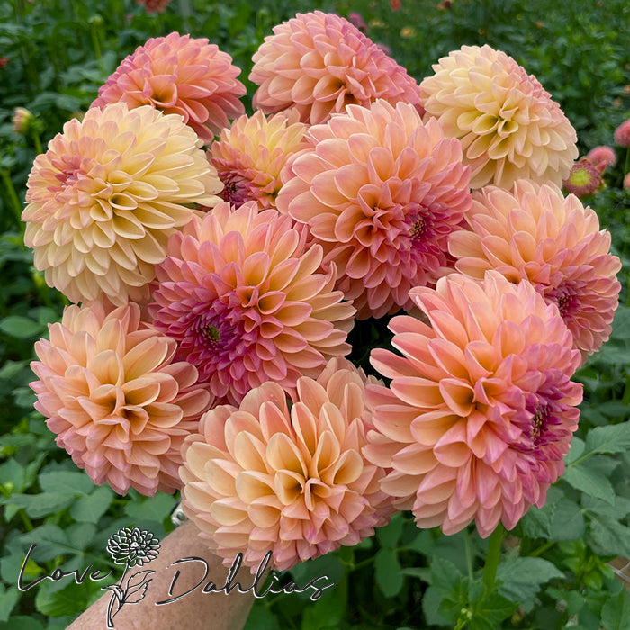 Love Dahlias Dahlia Tubers Bulbs South Africa L.A.T.E 