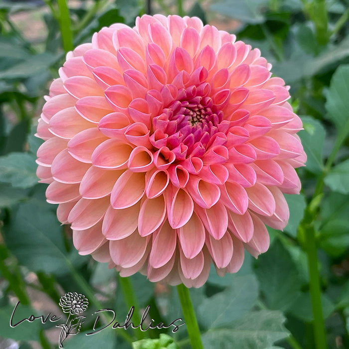 Love Dahlias Dahlia Tubers Bulbs South Africa L.A.T.E 