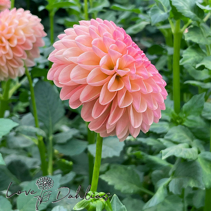 Love Dahlias Dahlia Tubers Bulbs South Africa L.A.T.E 