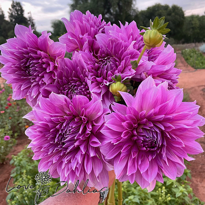 Love Dahlias Dahlia Tubers Bulbs South Africa Lavender Perfection