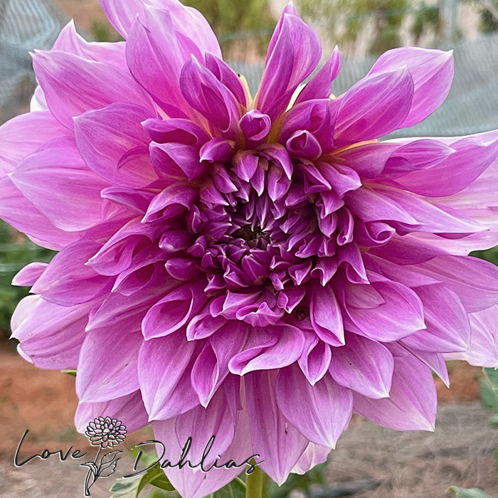 Love Dahlias Dahlia Tubers Bulbs South Africa Lavender Perfection