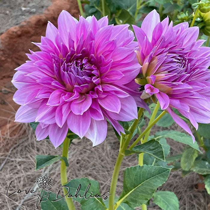 Love Dahlias Dahlia Tubers Bulbs South Africa Lavender Perfection