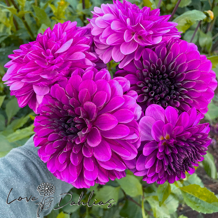 Love Dahlias Dahlia Tubers Bulbs South Africa Lilac Bull