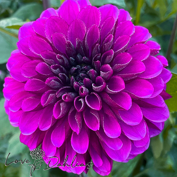 Love Dahlias Dahlia Tubers Bulbs South Africa Lilac Bull