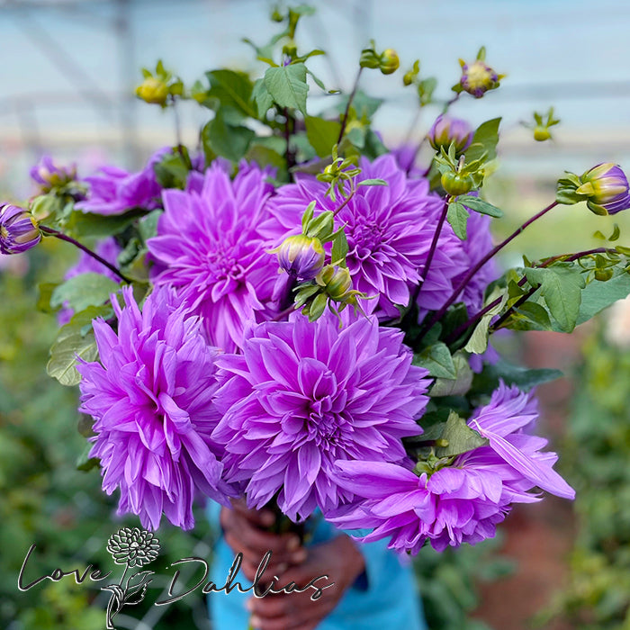 Love Dahlias Dahlia Tubers Bulbs South Africa Lilac Time