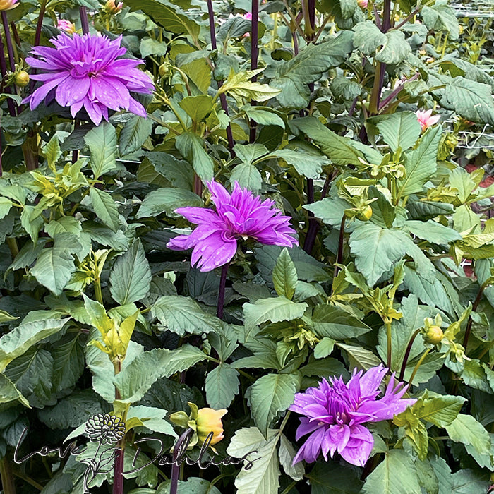 Love Dahlias Dahlia Tubers Bulbs South Africa Lilac Time