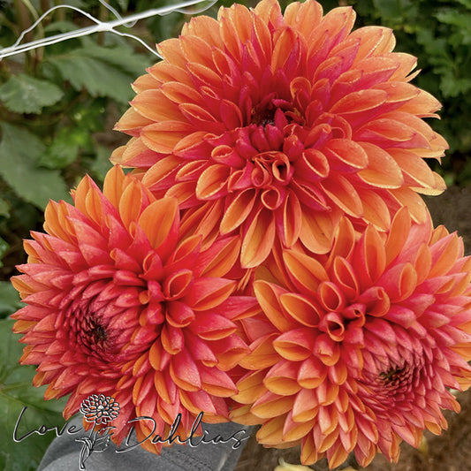 Love Dahlias Dahlia Tubers Bulbs South Africa Love of my Life