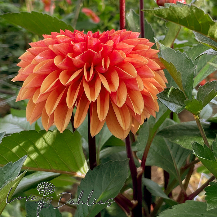 Love Dahlias Dahlia Tubers Bulbs South Africa Love of my Life